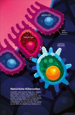 Natürliche Killerzellen des Immunsystems