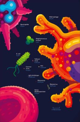 Verschiedene Viren und Bakterien und Immunzellen in Vergrößerung